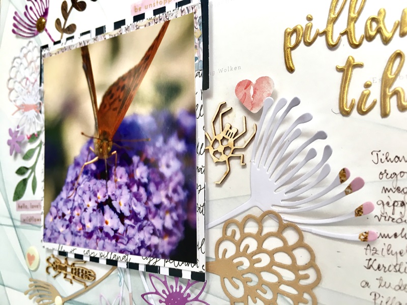 noicsizma pillangusz.tihanyusz9